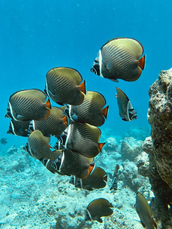 Coral Inn Thulusdhoo Exteriér fotografie